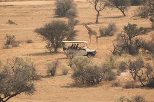 Game Drives and Wildlife Viewing