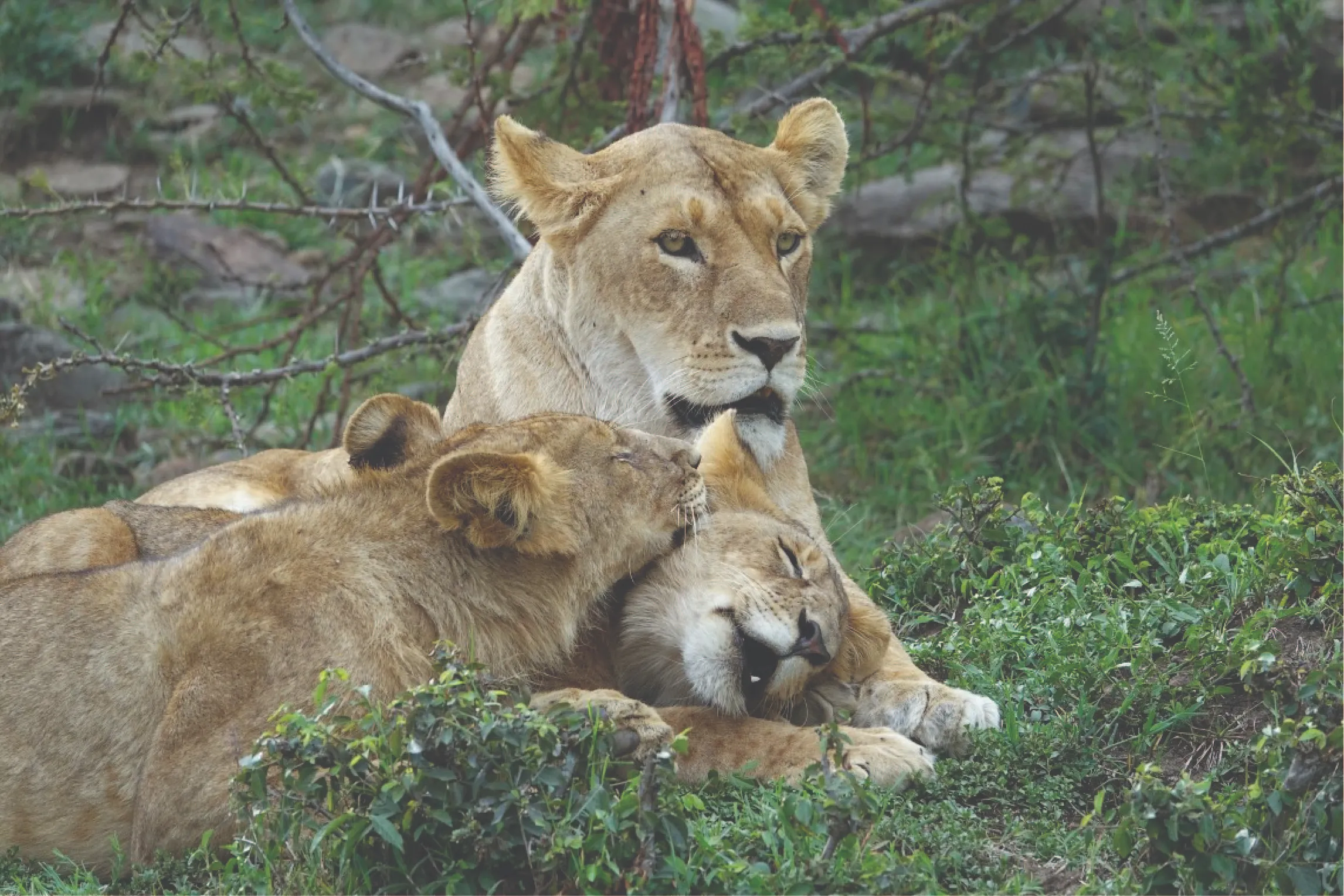 we offer immersive Tanzania wildlife safaris